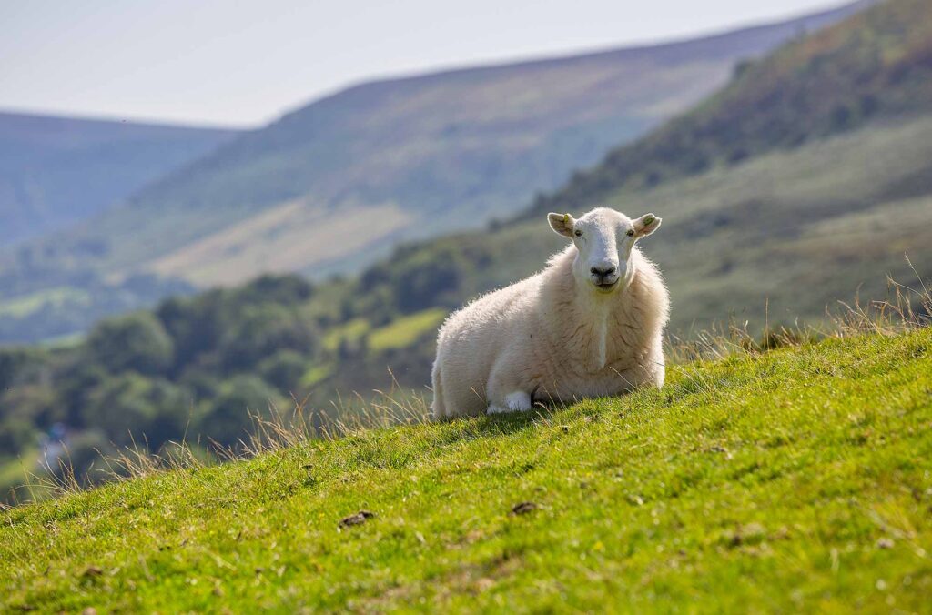 Mouton broutant l’herbe dans un jardin, symbole de tonte naturelle