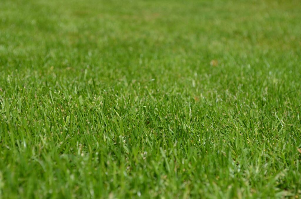 Pelouse verte, dense et fraîchement tondue en hiver