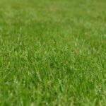 Pelouse verte, dense et fraîchement tondue en hiver