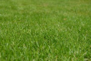 Pelouse verte, dense et fraîchement tondue en hiver